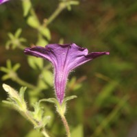 Petunia integrifolia (Hook.) Schinz & Thell.